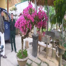 Vườn hoa giấy Điện Biên
