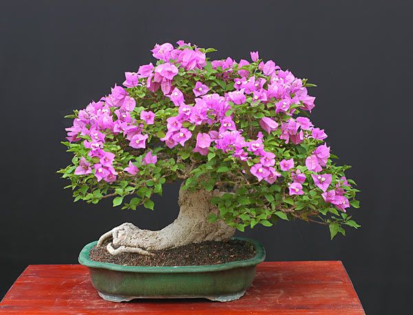 Hoa giấy bonsai - Hoa giấy miền Bắc 