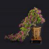 Hoa giấy bonsai - Hoa giấy miền Bắc 