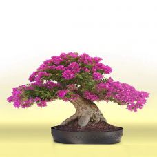 Top cây hoa giấy bonsai đẹp nhất