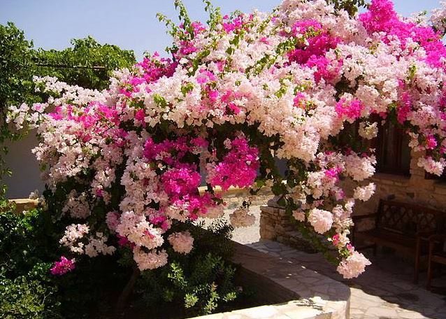 Ý nghĩa của cây hoa giấy cách trồng chăm sóc hoa giấy ra hoa nhiều quanh năm